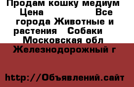 Продам кошку медиум › Цена ­ 6 000 000 - Все города Животные и растения » Собаки   . Московская обл.,Железнодорожный г.